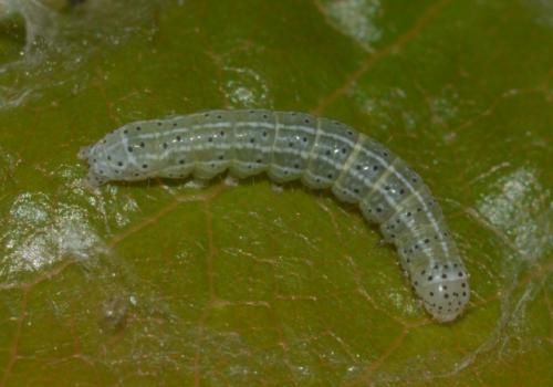Orthosia cerasi